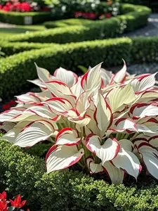 800pcs Red & White Flower Seeds – Rare Bicolor Shade Plant, Elegant Foliage for Garden Borders & Pots