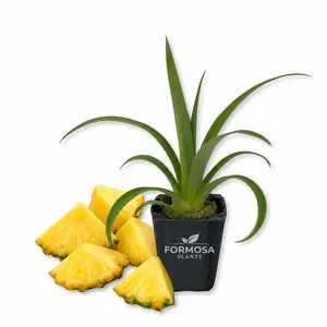 Juicy Pineapple Plant - 1 Live Plant in a 2 Inch Pot - Edible Tropical Fruit Plant, Sweet Homegrown Pineapple for Patio and Garden - Ananas comosus 'Juicy'