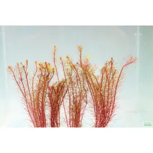 Rotala Mexicana (LOOK CLOSE-it's phat)