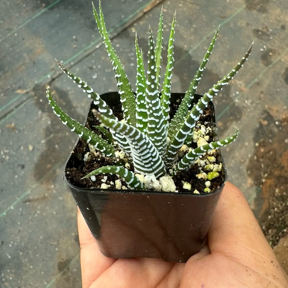 Haworthia Zebra 2 inch pot plant