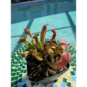Sarracenia 'Maroon' in a 3.5" pot