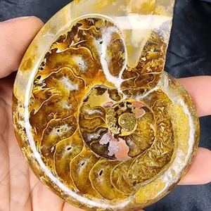 Ammonite Fossil, Beautiful High Polished Shine, Conversation Piece! Decor