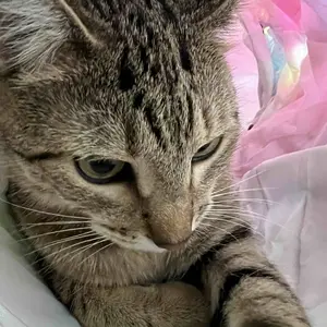 Product Review of Winter Warm Pet Bed, 2 in 1 Foldable Cat Tunnel Cat Bed, Warm Plush Cat Bed with Hanging Ball & Tunnel Buckle, Pet Supplies for Indoor Outdoor Use from ** N**h **