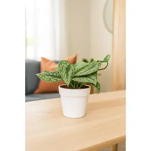 Scindapsus Pictus 'Exotica'