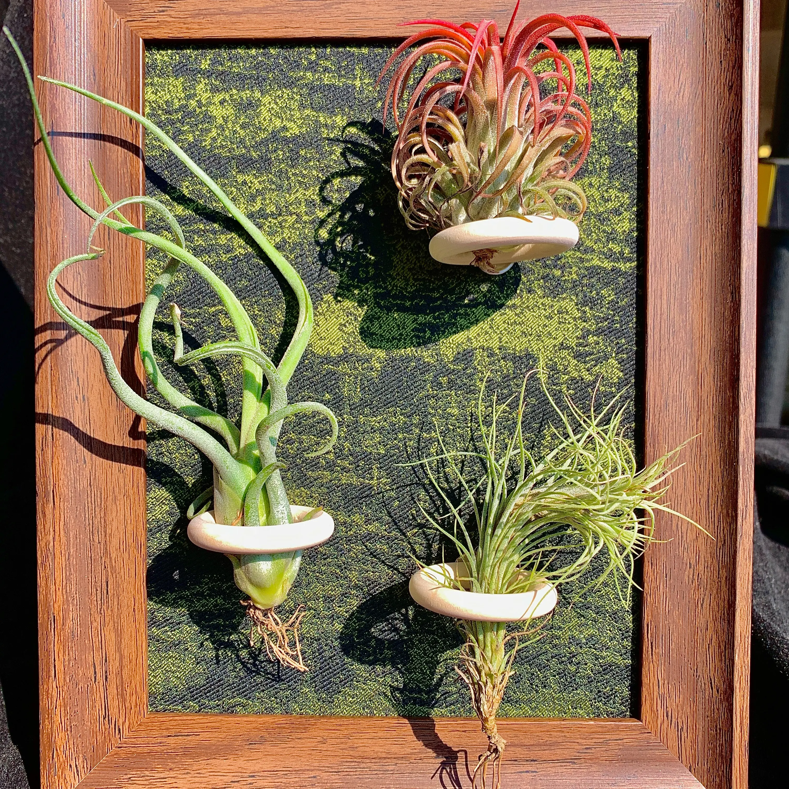 Green Frame -8"Plant (Medusa+Floral EIF+Fox Tail )