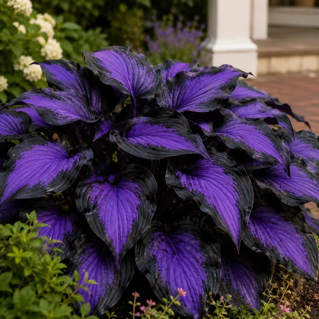 Hosta Seeds Perennial Shade Plant for Garden and Yard – USA-Made Non-GMO with Instructions for Easy Care and Versatile Growing