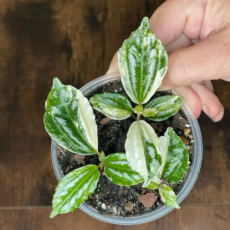 Variegated Aluminum Plant | Established Plant | 4” Nursery Pot