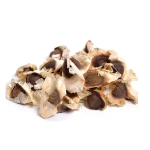 1,000 Moringa Seeds PKM1 USDA