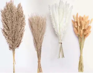 100 Stems Dried Pampas Grass, Boho Table Decor Natural Reed Phragmites Grass, Fluffy Large Pampas Grass, Bunny Tails Flowers Bouquet for Wedding Floral Arrangements Farmhouse Home, Wall Rustic Party