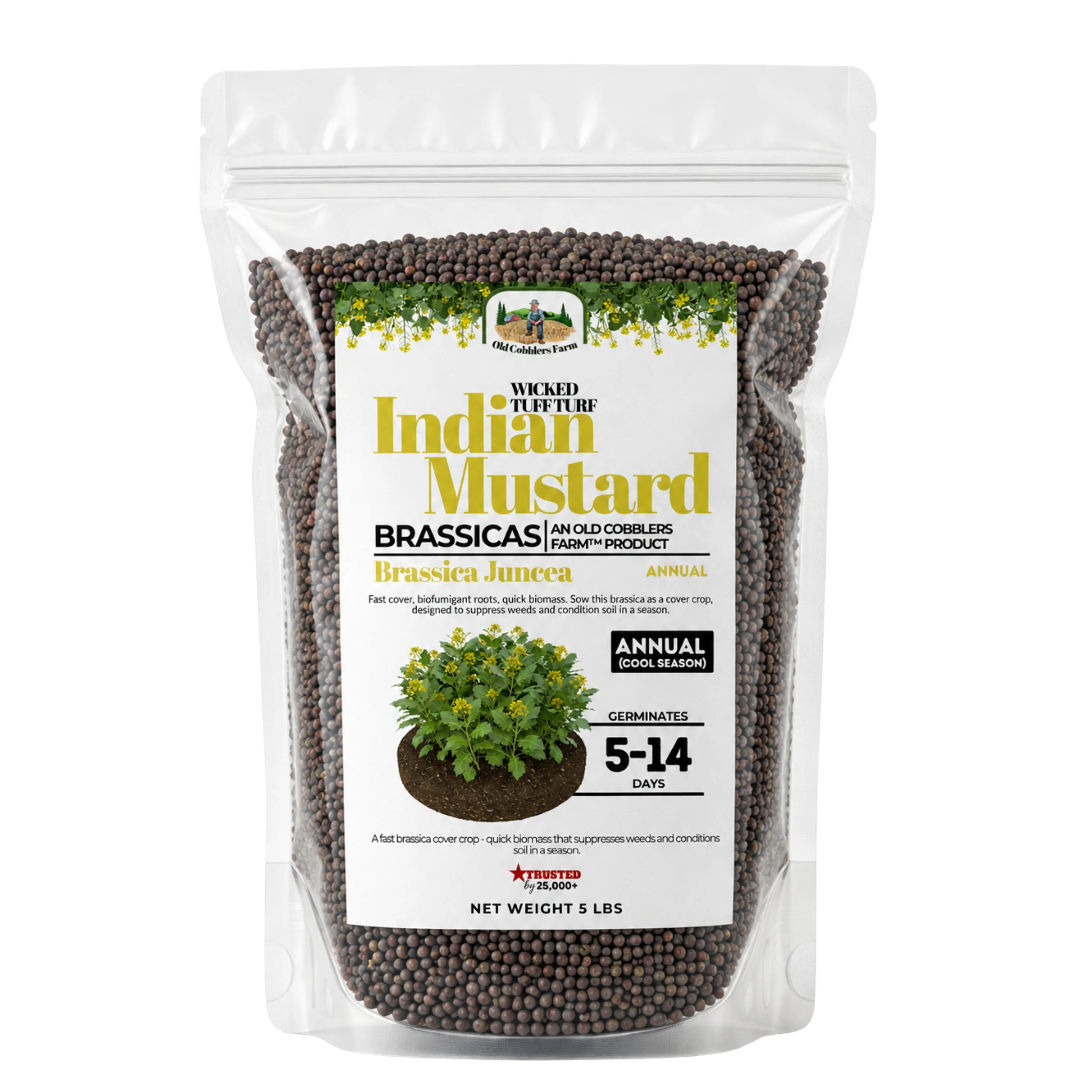 Old Cobblers Farm Wicked Tuff Turf Indian Mustard Seed — Fast-Growing High-Glucosinolate Biofumigation Cover Crop & Deer Food Plot Brassica for Soil Health, Weed Suppression & Nitrogen Scavenging, Brown Mustard, Uncoated, Zones 3–9