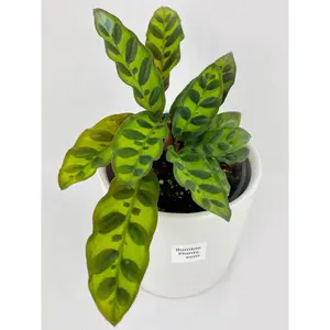 Calathea Rattlesnake Lancifolia