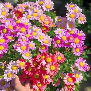 1000+Pyrethrum Seeds for Planting -Pyrethrum Flower Seeds Yellow-Tanacetum Chrysanthemum Plant Garden Flower Seed