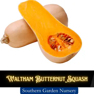 Waltham Butternut Squash Seeds, Winter Squash, Sweet, Delicious, Easy to Grow Non-GMO Heirloom Variety Fresh Garden Seed