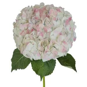 Antique Pink Natural Jumbo Hydrangeas