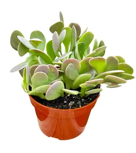 Live Weeping Jade Plant - Trailing Jade Plant - Variegated Succulent - Home Decor Plant - Homewarming Plant - Senecio Jacobsenii - 6 Inch Bare Roost