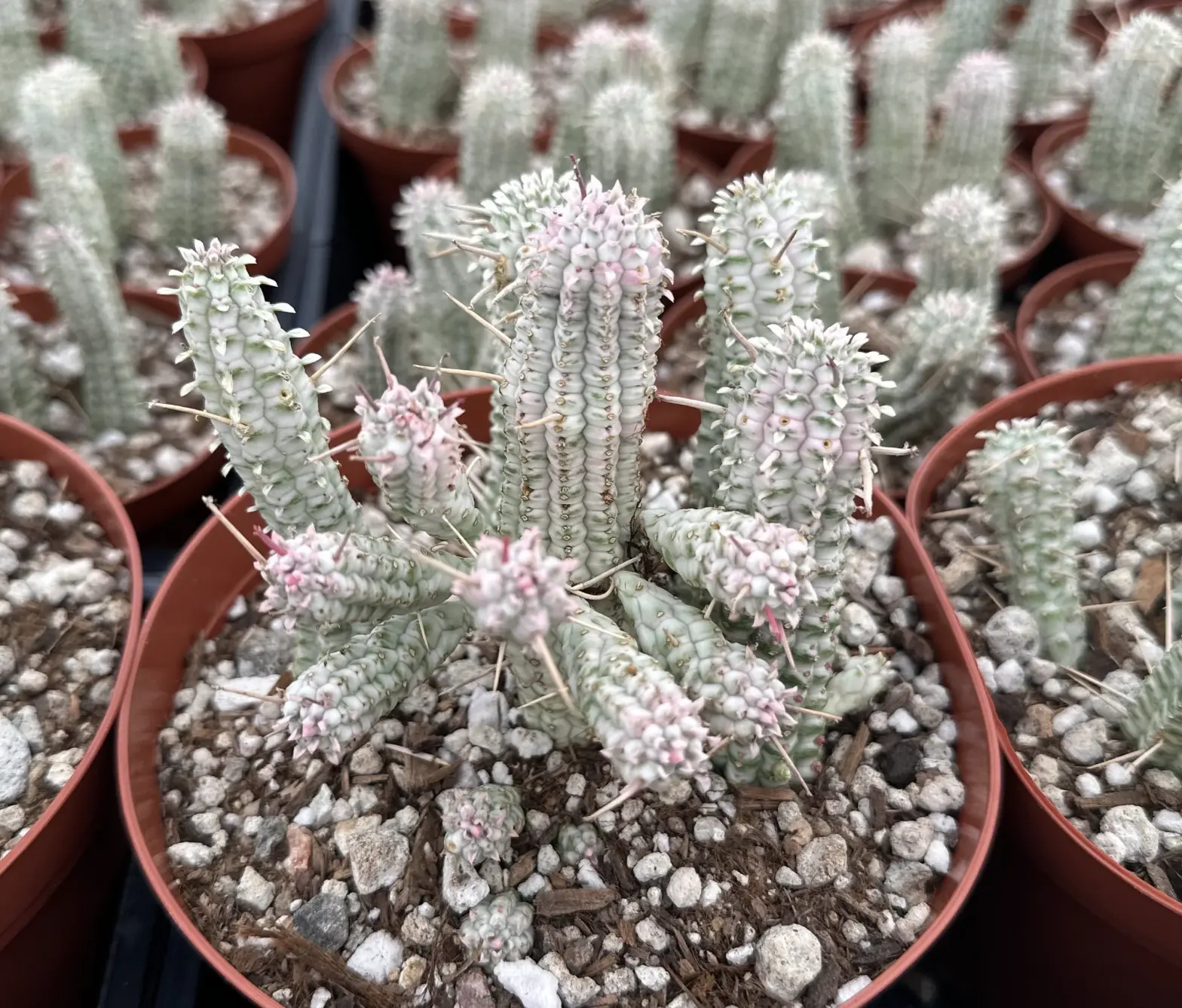 Corn Cob, Euphorbia Mammillaris, Variegated Succulent, Pink Plant, Rare Plant in 2.5", 4", 6" pot