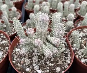 Corn Cob, Euphorbia Mammillaris, Variegated Succulent, Pink Plant, Rare Plant in 2.5", 4", 6" pot