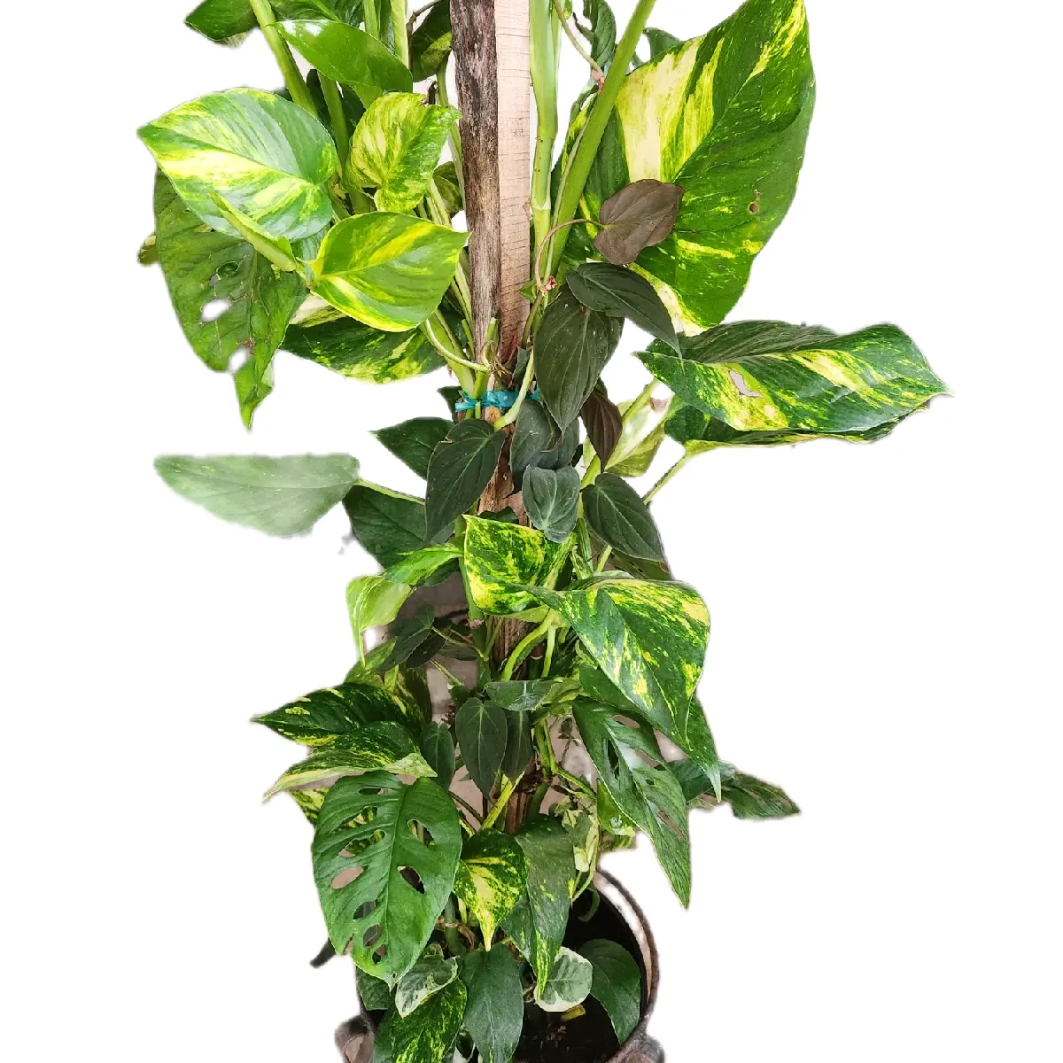 10" Swiss Cheese Plant, Golden Hawaiian Pothos, & Philodendron Micans Mix  On Pole Upright Large Plant for Corner Houseplant Decorative Plants  Tropical Colorful Decor monstra - TikTok Shop