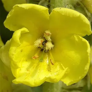 GARDEN Mao Ruihua Seeds 2000 Great Mullein Seeds for Planting Home Non GMO Heirloom Organic Verbascum Thapsus Seeds Drought-Tolerant Low Maintenance（Verbascum thapsus seeds）