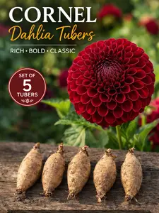 Cornel Dahlia Tuber - 5 pack
