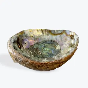 Vintage Abalone Shell