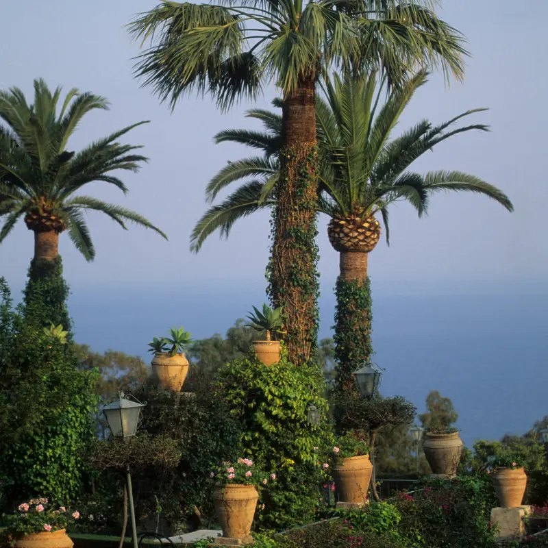 Canary Island Date Palm Seeds (Phoenix canariensis) Ornamental palm with bold structure; drought tolerant and perfect for landscaping and containers
