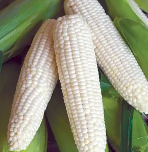 Silver Queen Corn - Late-Season Variety with Sweet Flavor - 50+ Seeds