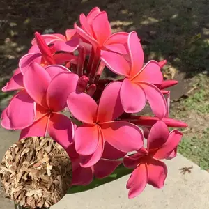 10 Fushia Plumeria Seeds-Flower Seed Pack, Premium Perennial Tropical Plant Seeds, Fragrant Magenta Blooms, Ideal for Containers and Warm Climate Gardens