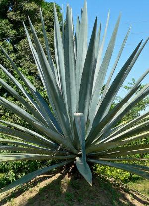 Blue agave - Agave Tequilana 'Tequila Plant'