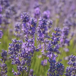 Heirloom Vera Lavender Seeds - Organic and Regenerative Gardening Seeds