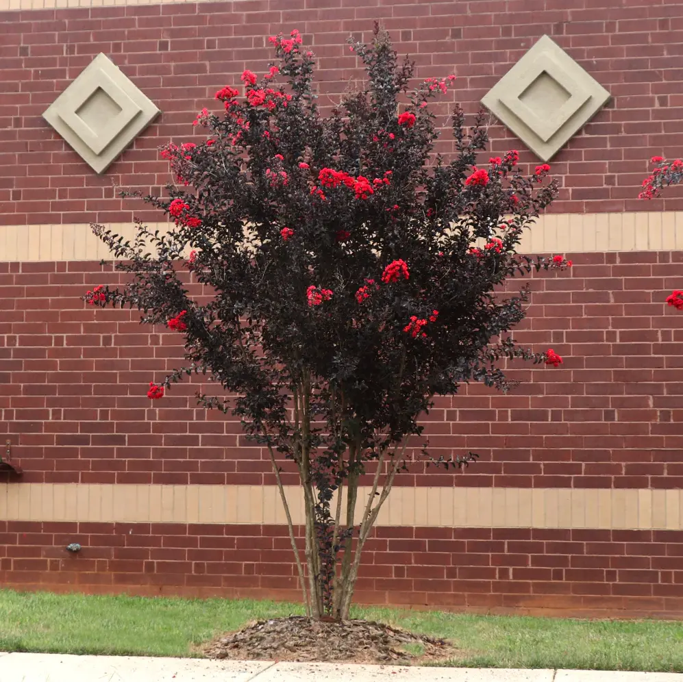 Best Red Crape Myrtle
