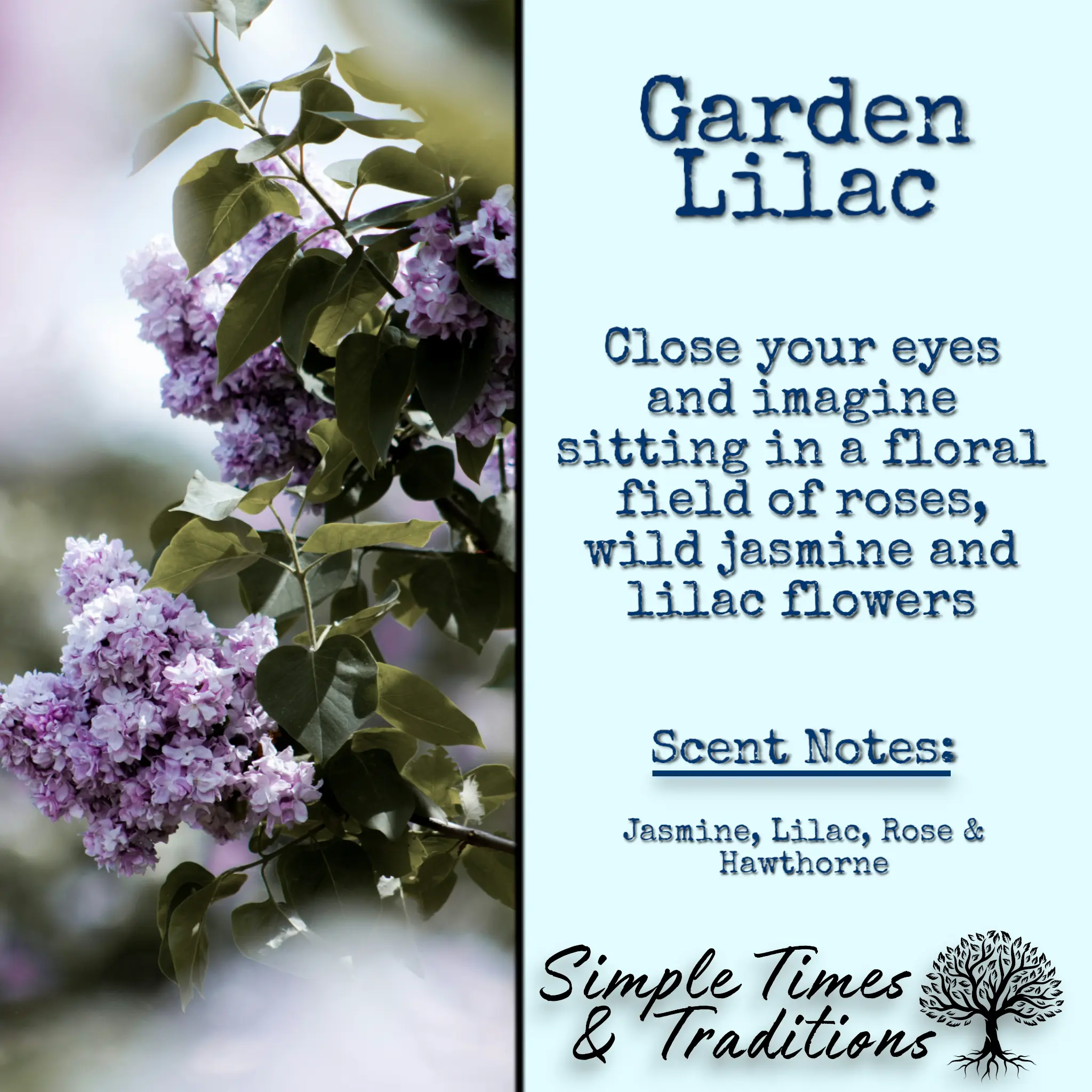 Garden Lilac