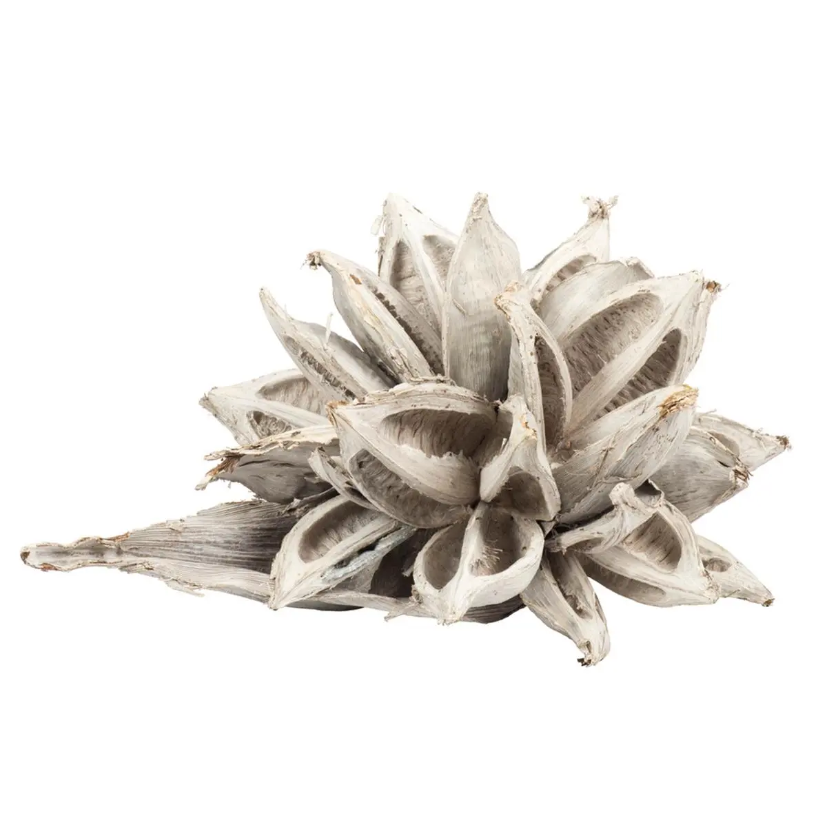 Vickerman White Wash Star Pod Christmas Ornaments, 2XL Large Size (12-16 in) - Christmas Aesthetic Home & Party Decoration, Universal Indoors Festive Supply