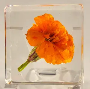 38mm Real French Marigold Flower in Crystal Clear Lucite Resin Specimen Botanist Herb Herbarium Tagetes Patula Collection