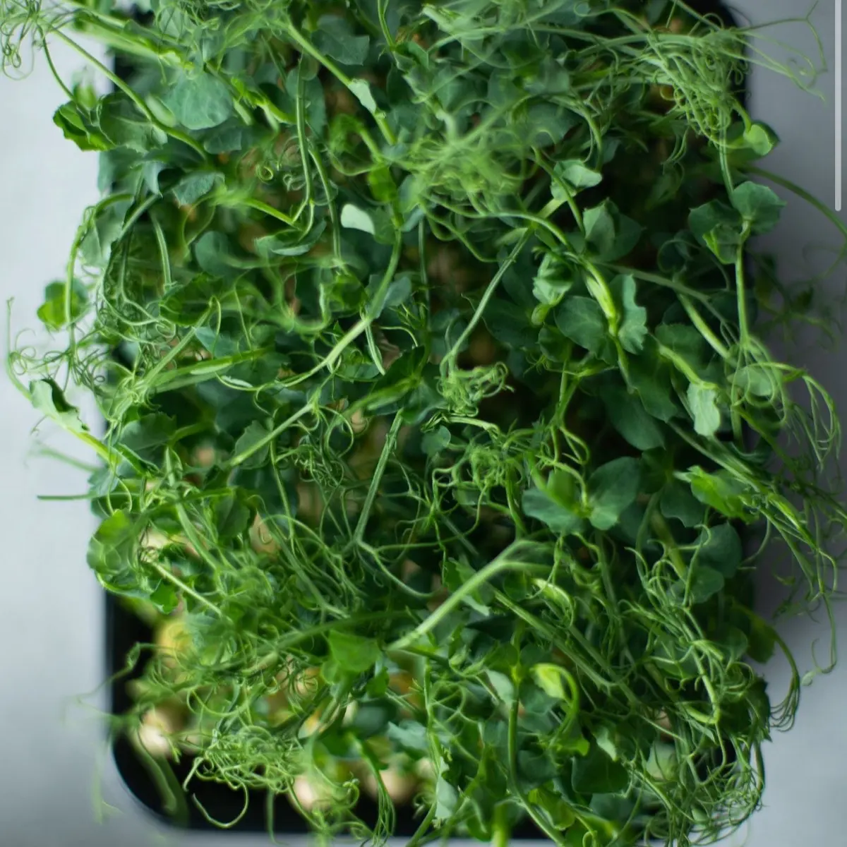 Alfalfa Seeds