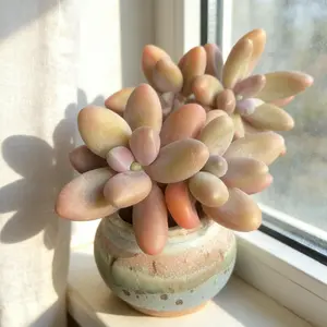 Pachyphytum 'Captain Jessop’– Translucent Live , Crystal Clear, Easy Care Indoor Succulent for Home  & Gifts（Pachyphytum Captain Jessop） Bonsai Wood Garden