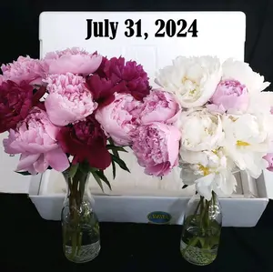 Alaska Peony Sample Box Ships 7/31/2024 Decor Flower Gift Peony Decorative Fresh