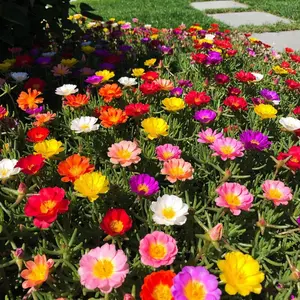 10,000 Portulaca Seeds - Double Flowered Moss Rose, Vibrant Mixed Colors Non-GMO, Drought Tolerant Easy Grow Large Blooms for Containers Hanging Baskets Garden Pollinator Attract
