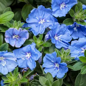 Blue My Mind® XL Dwarf Morning Glory