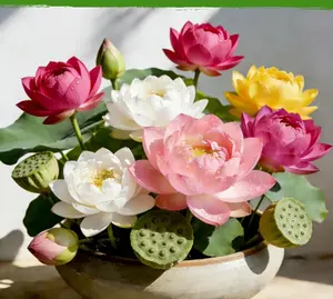 Mini Lotus Seeds Non-GMO – Easy-to-Grow Dwarf Lotus, Colorful Blooming Aquatic Flowers, Indoor Bowl Plant & Outdoor Pond Ornamental, Beginner-Friendly, Stunning Summer Blooms