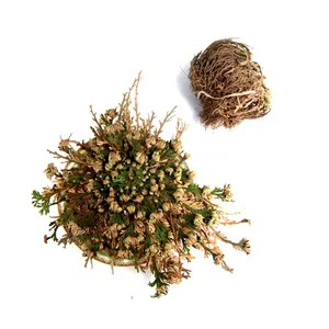 Large Rose of Jericho Resurrection Plant, Selaginella Lepidophylla, Money Drawing Good Luck Love Abundance Blessing