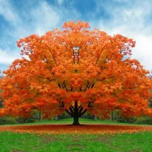 White Oak Tree Seedling for Planting - Great for Landscaping