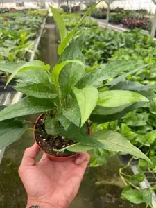 4" Pothos Skeleton Key Plant