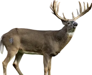 2D Whitetail Broadside Target