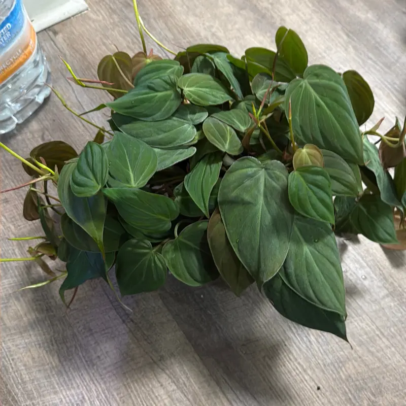 Philodendron micans