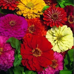 Blossom All Year: 1000+ mixed flower seeds Heat-Tolerant Flower Mix