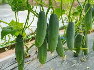 Marketer Cucumber 50 Seeds - Organic & Non Gmo Cucumber Seeds - Heirloom Seeds - Fresh USA Grown Seeds - Grow Your Own Cucumbers At Home!