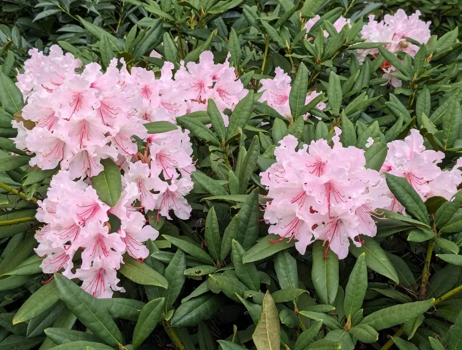 50 Rosebay RHODODENDRON Maximum White Pink Laurel Bush Shrub Flower Seeds