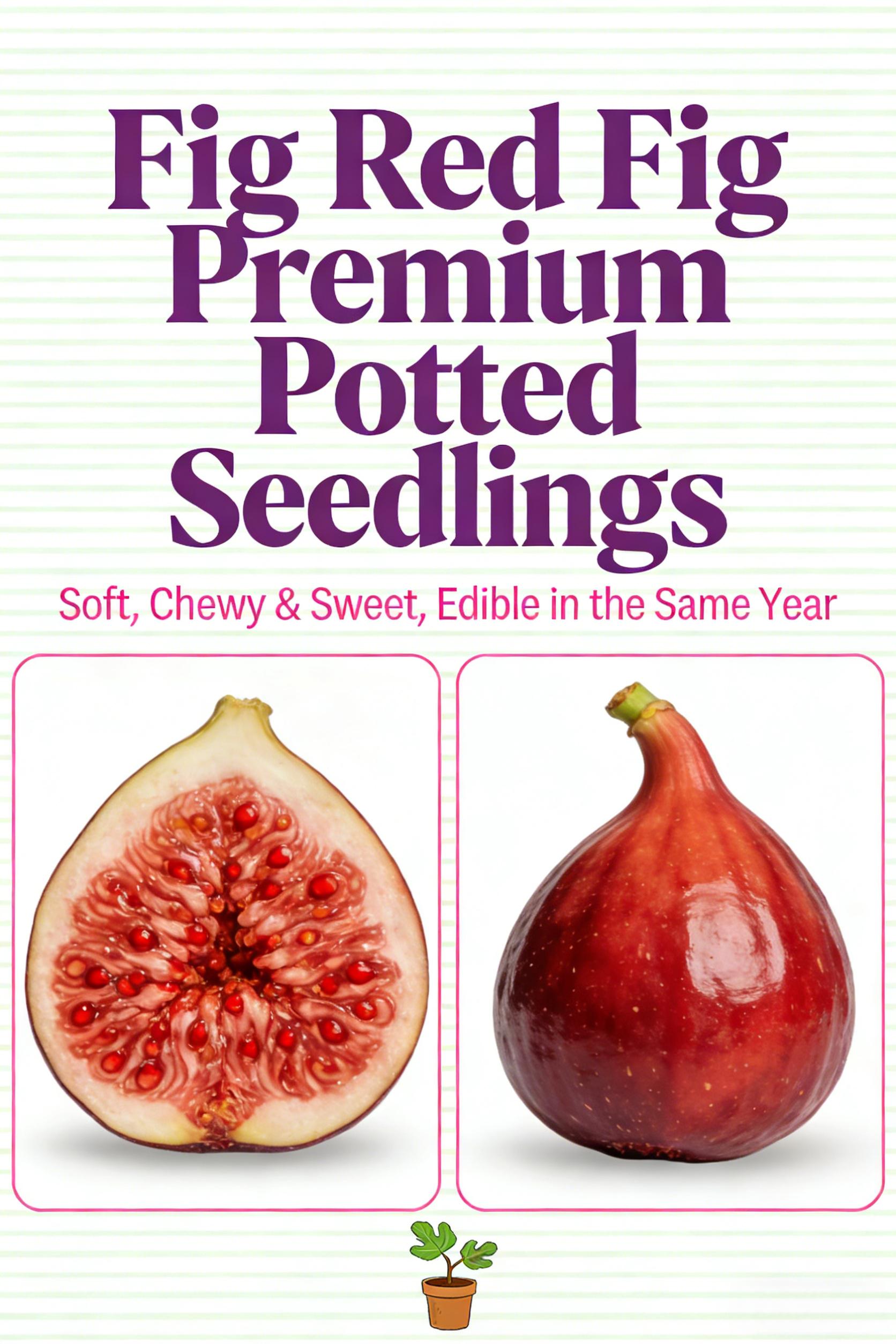 Heirloom Non-GMO Fig Tree Live Seedling – Fast Growing Perennial Fruit Tree for Outdoor Garden, Patio, Container & Yard, Easy to Grow, Great for Beginners & Home Orchard