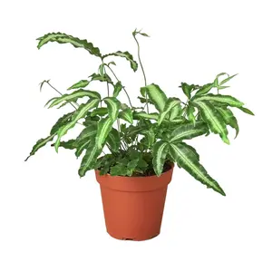 House Plant 4-FERN-ALBO Albo Fern Pteris Cretica Plant in 4 in. Pot